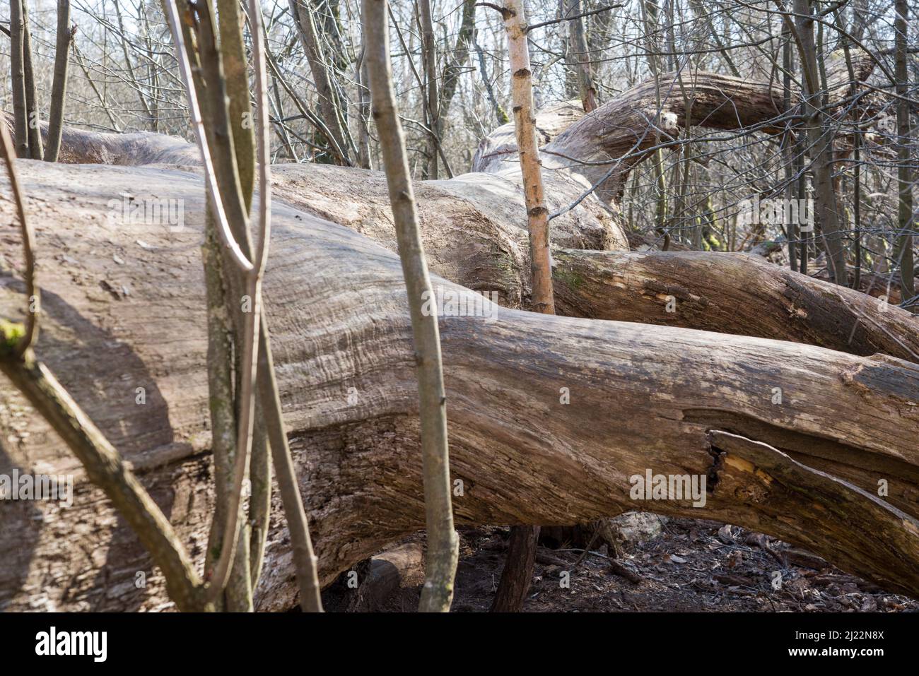 Fallen beech tree, Primeval forest Urwald Sababurg, Hofgeismar, Weser Uplands, Weserbergland, Hesse, Germany Stock Photo