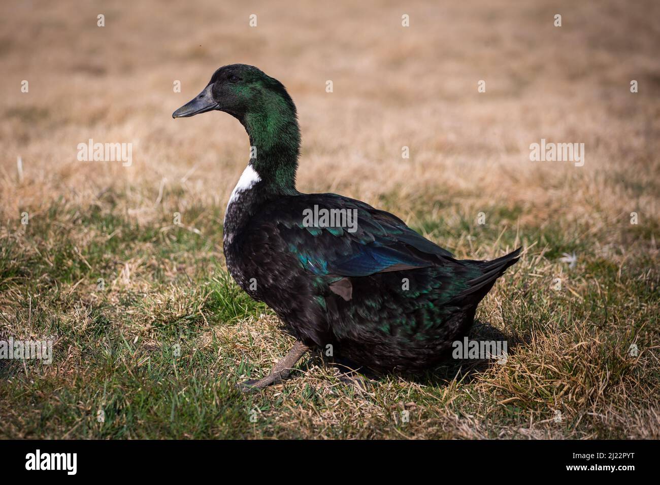 Pommeranian duck, an endangered duck breed from Germany (Pommernente) Stock Photo
