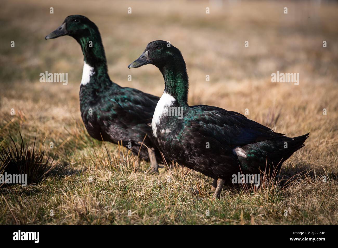 Pommeranian ducks, an endangered duck breed from Germany (Pommernenten) Stock Photo