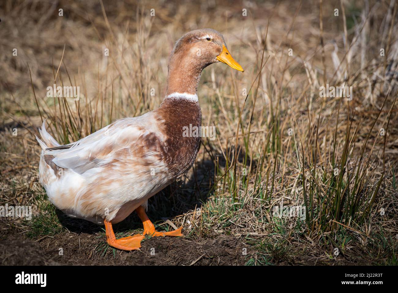 Saxony duck female, a duck breed from Germany Stock Photo Alamy
