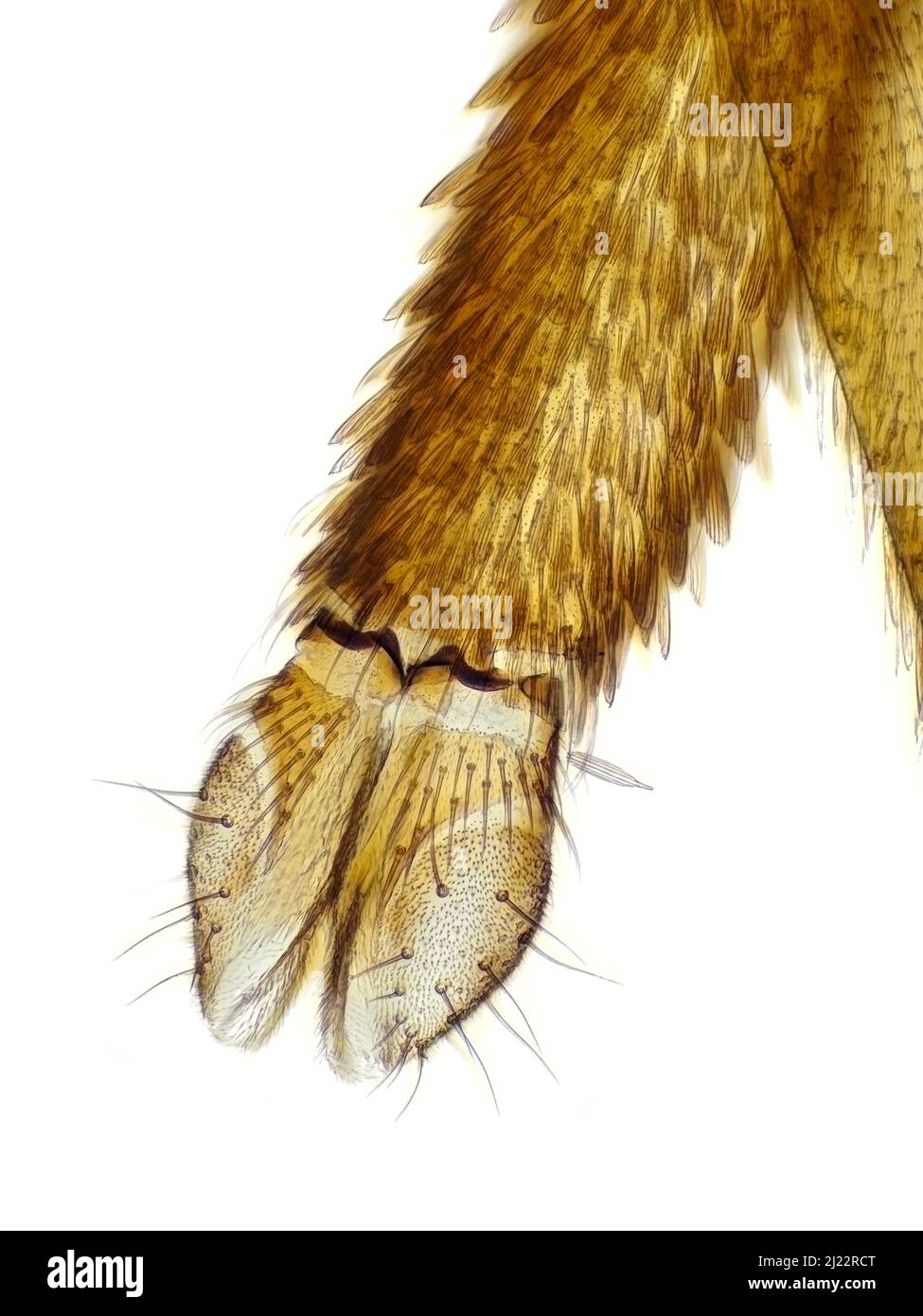 Mosquito proboscis (labium with labella) under the microscope Stock Photo