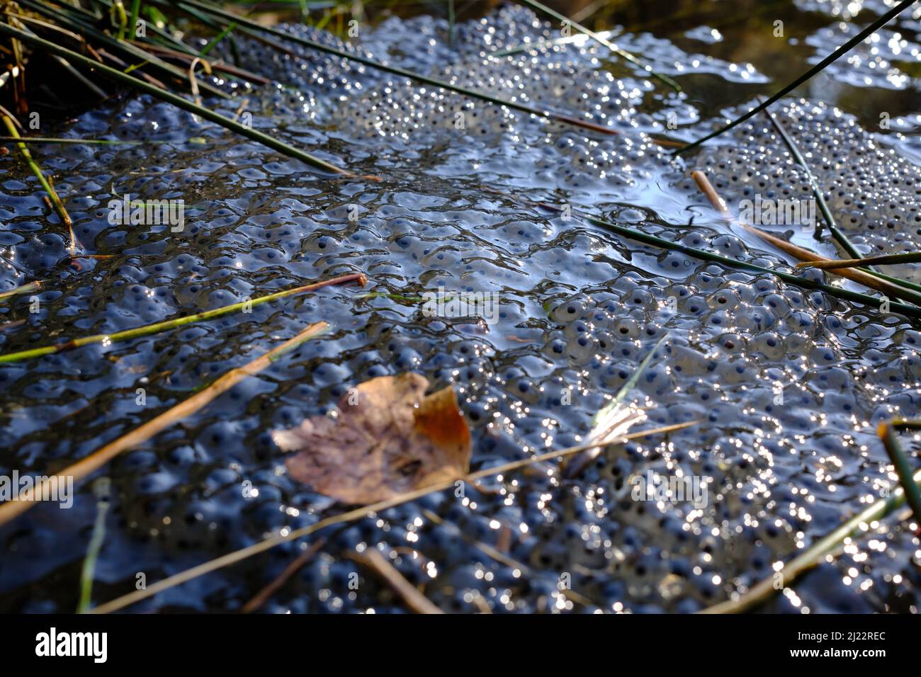 closeup of frog spawn in a natural pond environment in the British countryside Stock Photo
