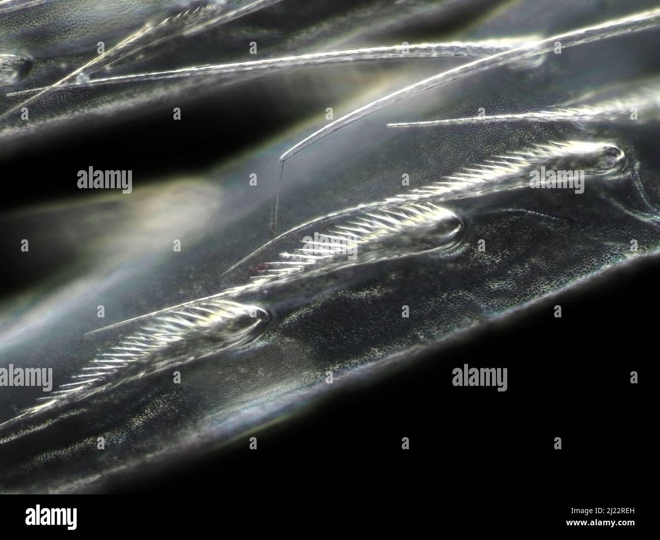 Dark field micrograph of details of 'hairs' on collembola (springtail) 'spring' Stock Photo