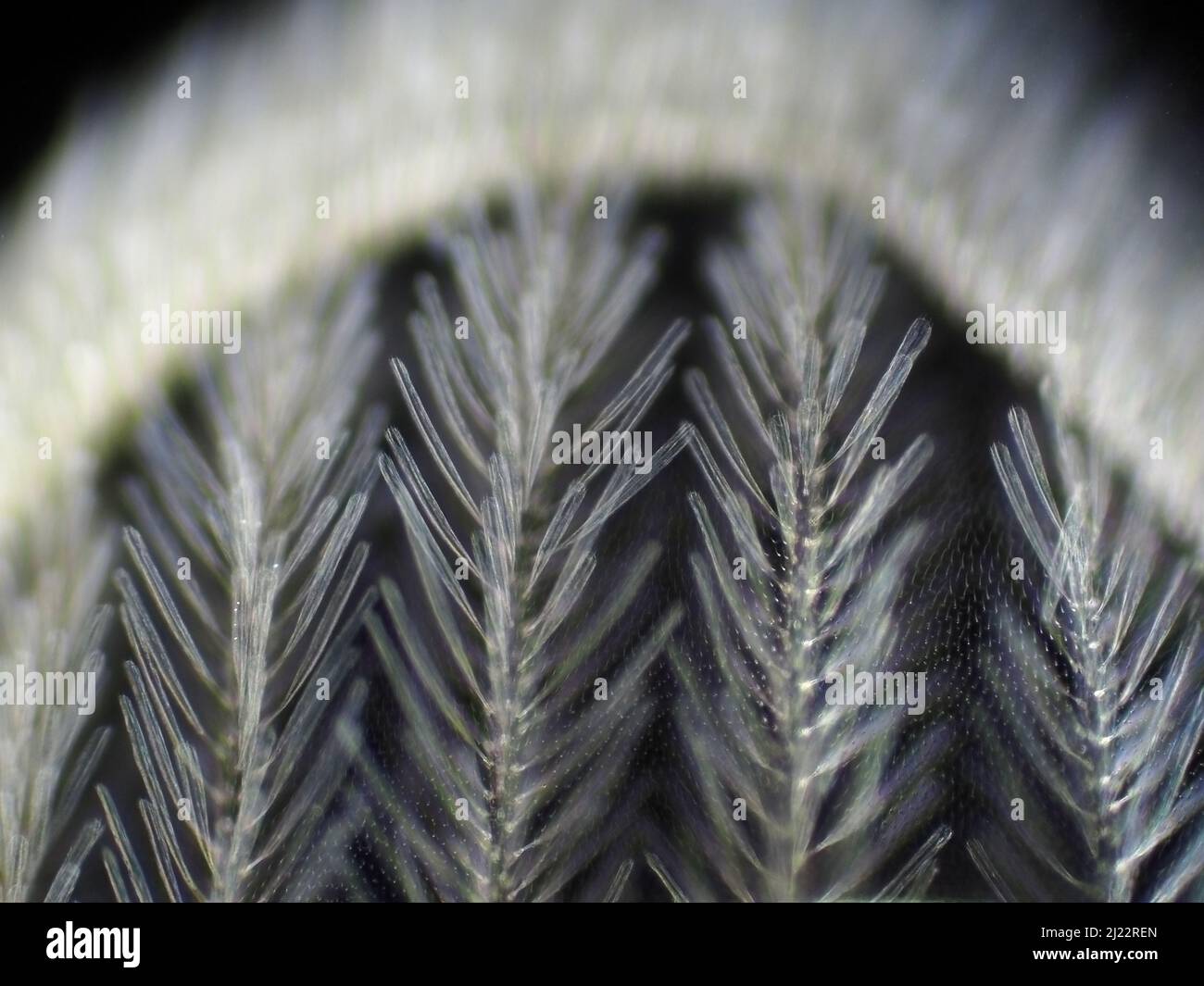 Dark field micrograph of a mosquito wing, horizontal field of view is approximately 0.61 mm Stock Photo