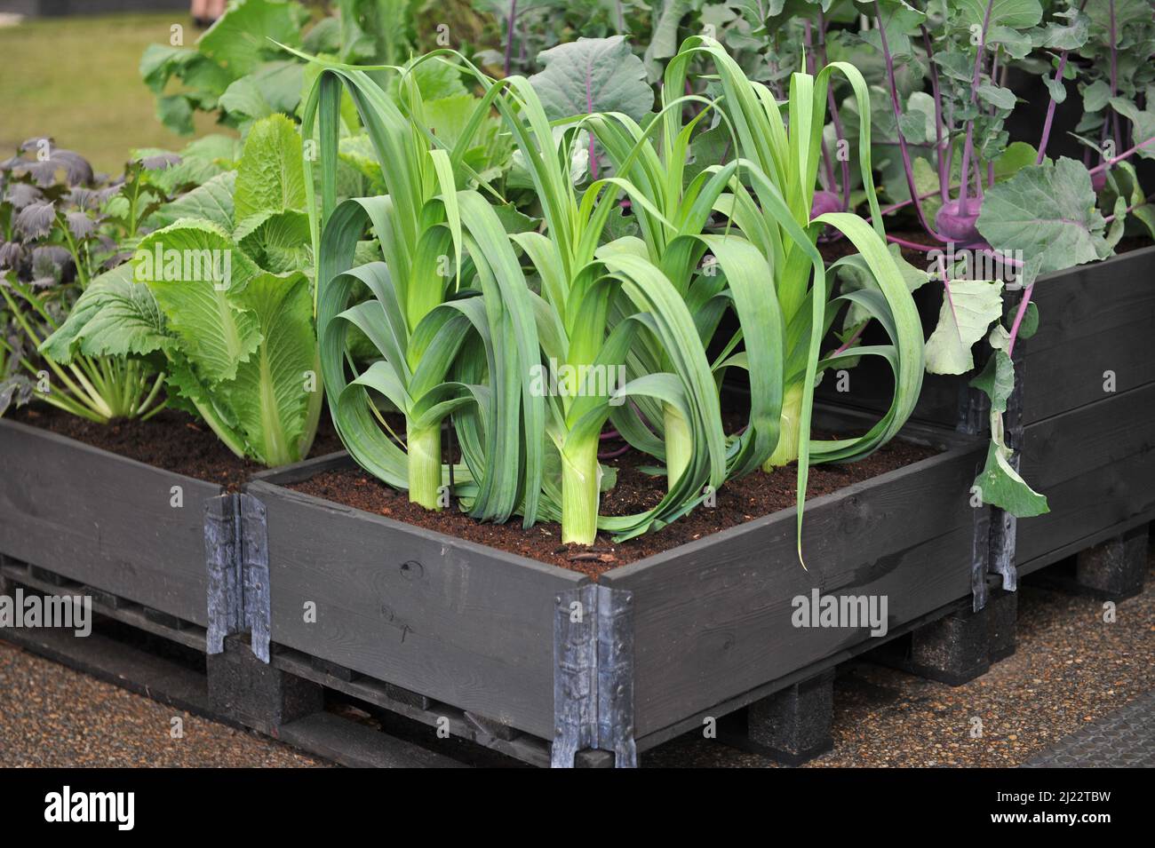 Leek (Allium porrum) grows in a raised wooden bed in a vegetable garden in May Stock Photo