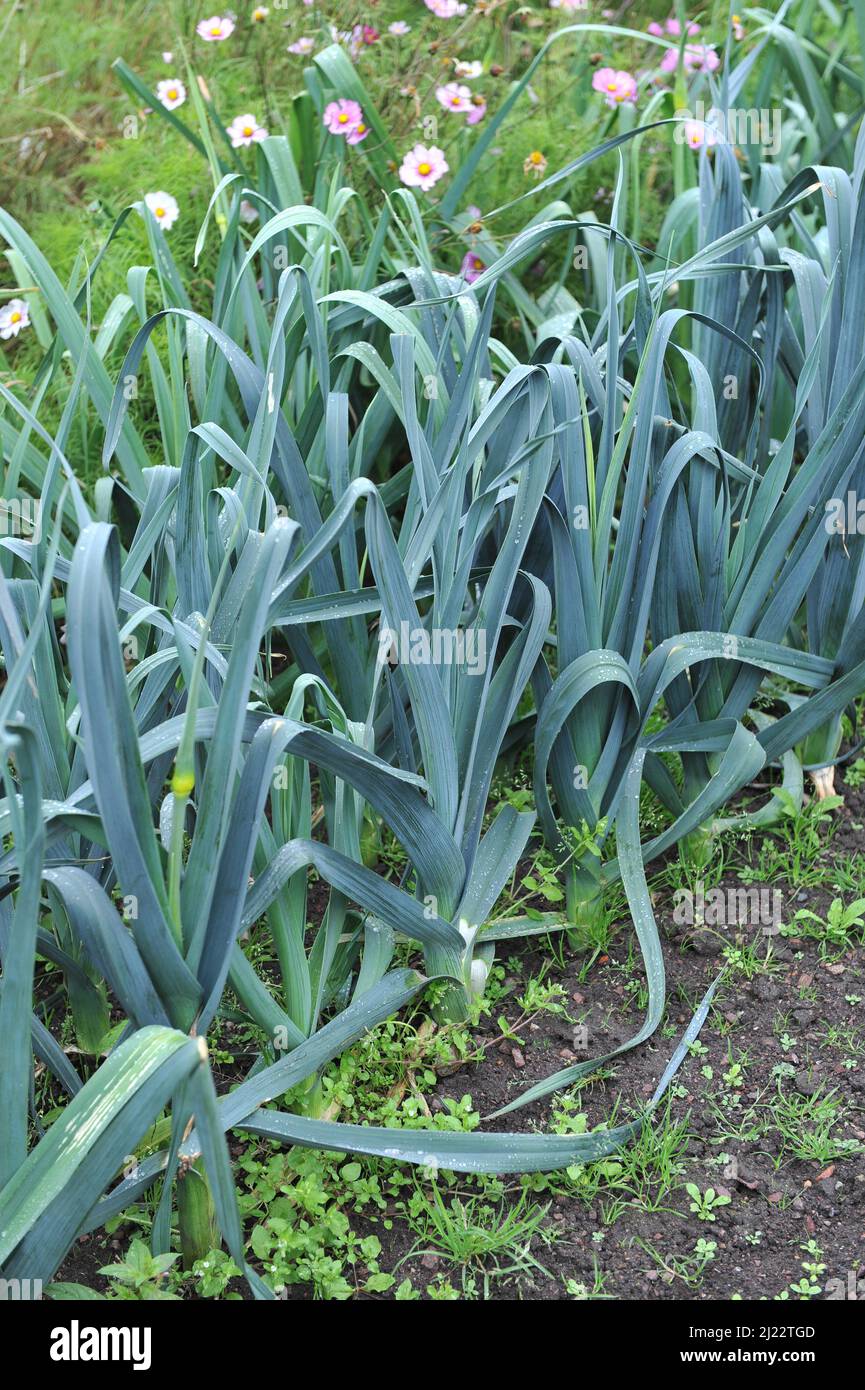 Leek (Allium porrum) Atlanta grows in a vegetable garden in September Stock Photo