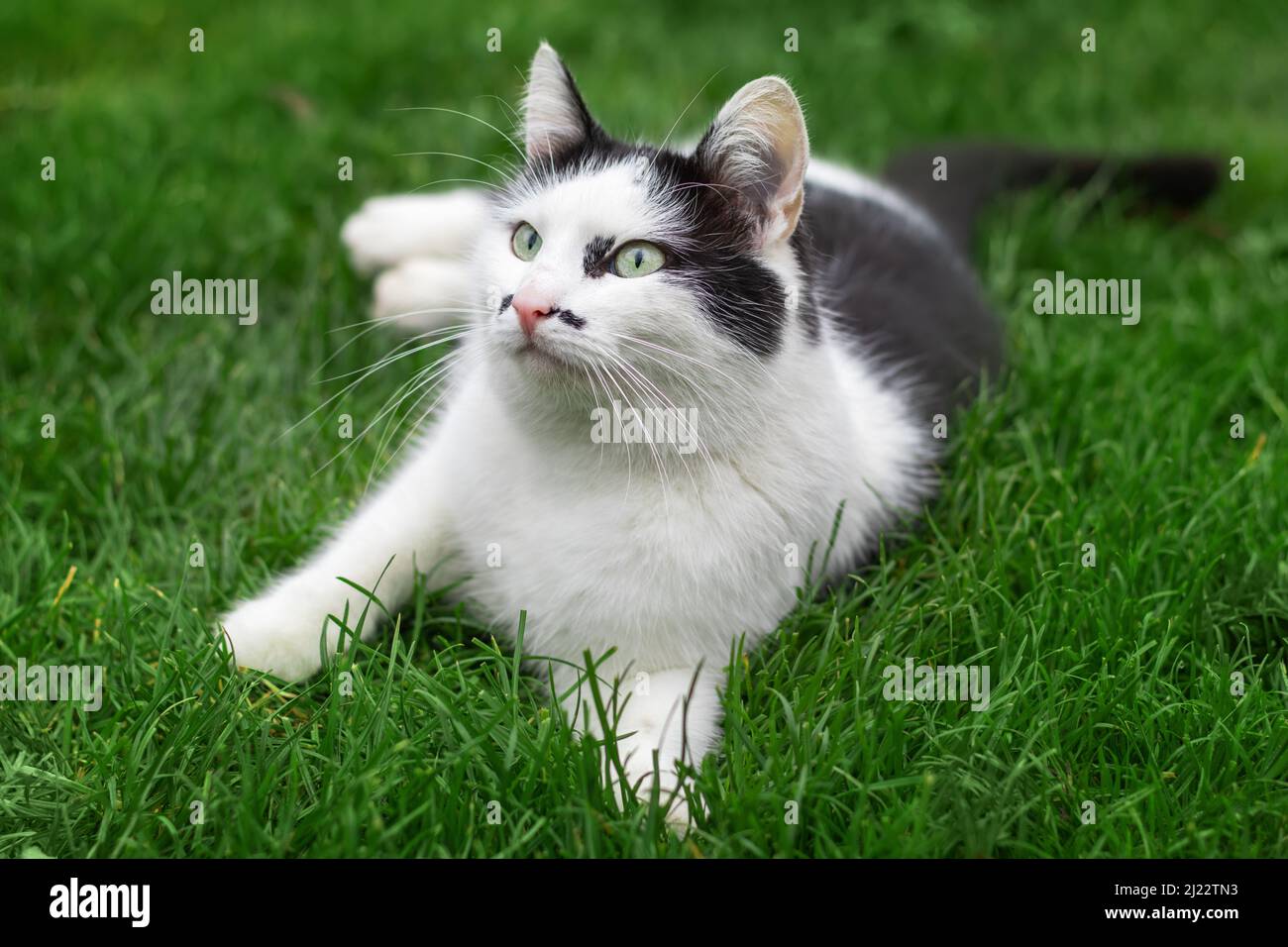 Black and white cat lies in the grass in the garden against the ...