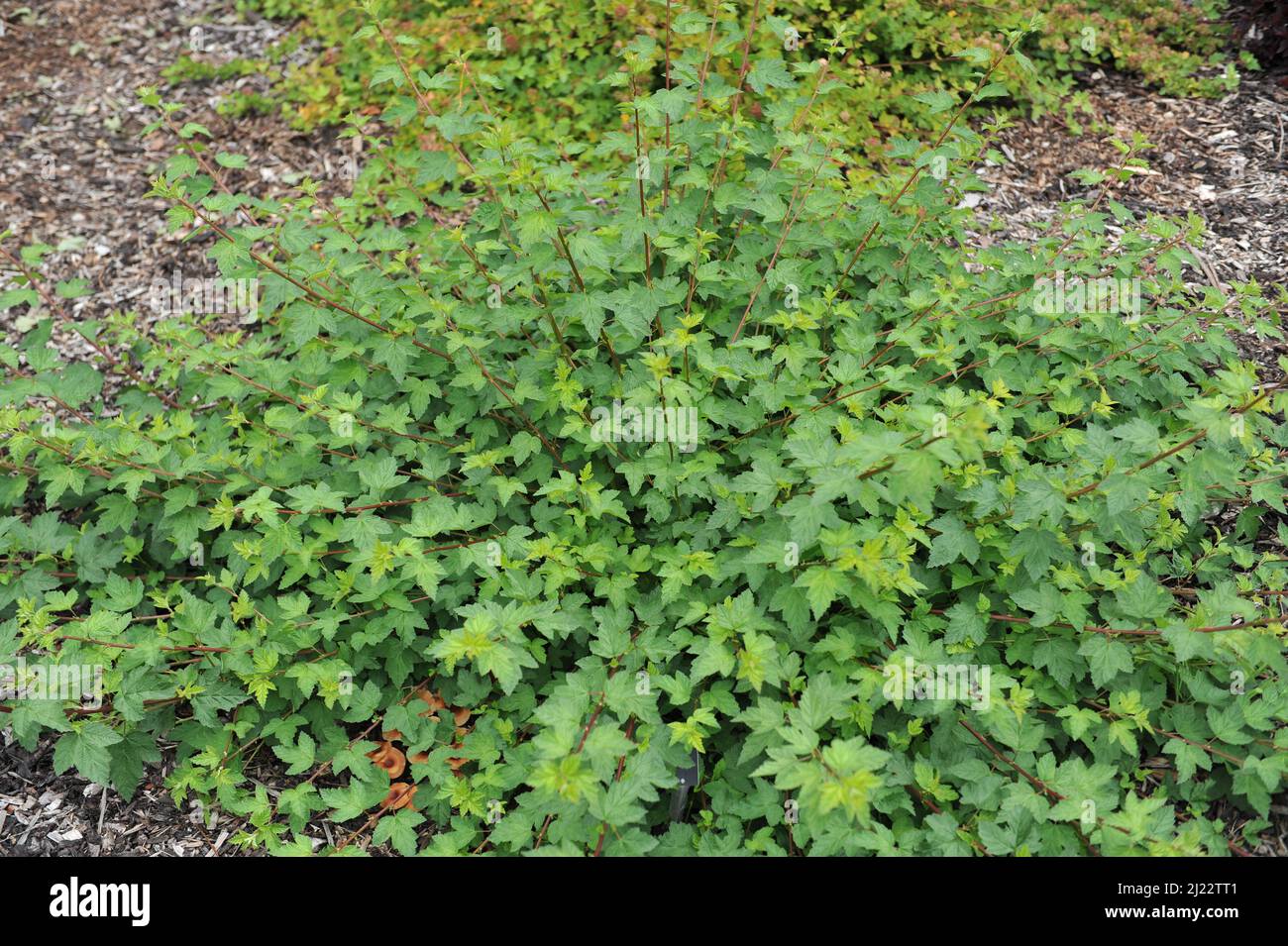 Green-leaved spreading Pacific ninebark (Physocarpus capitatus) Tilden Park grows in a garden in June Stock Photo