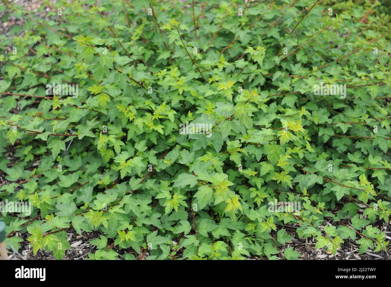 Green-leaved spreading Pacific ninebark (Physocarpus capitatus) Tilden Park grows in a garden in June Stock Photo