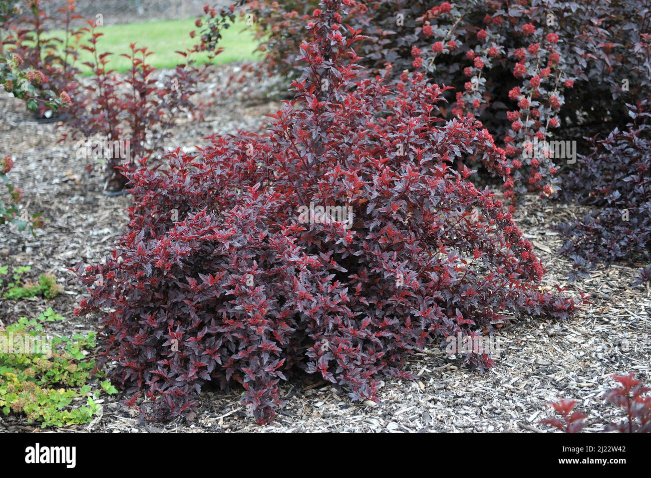 Purple-leaved ninebark (Physocarpus opulifolius) All Black (Minall2) grows in a garden in June Stock Photo