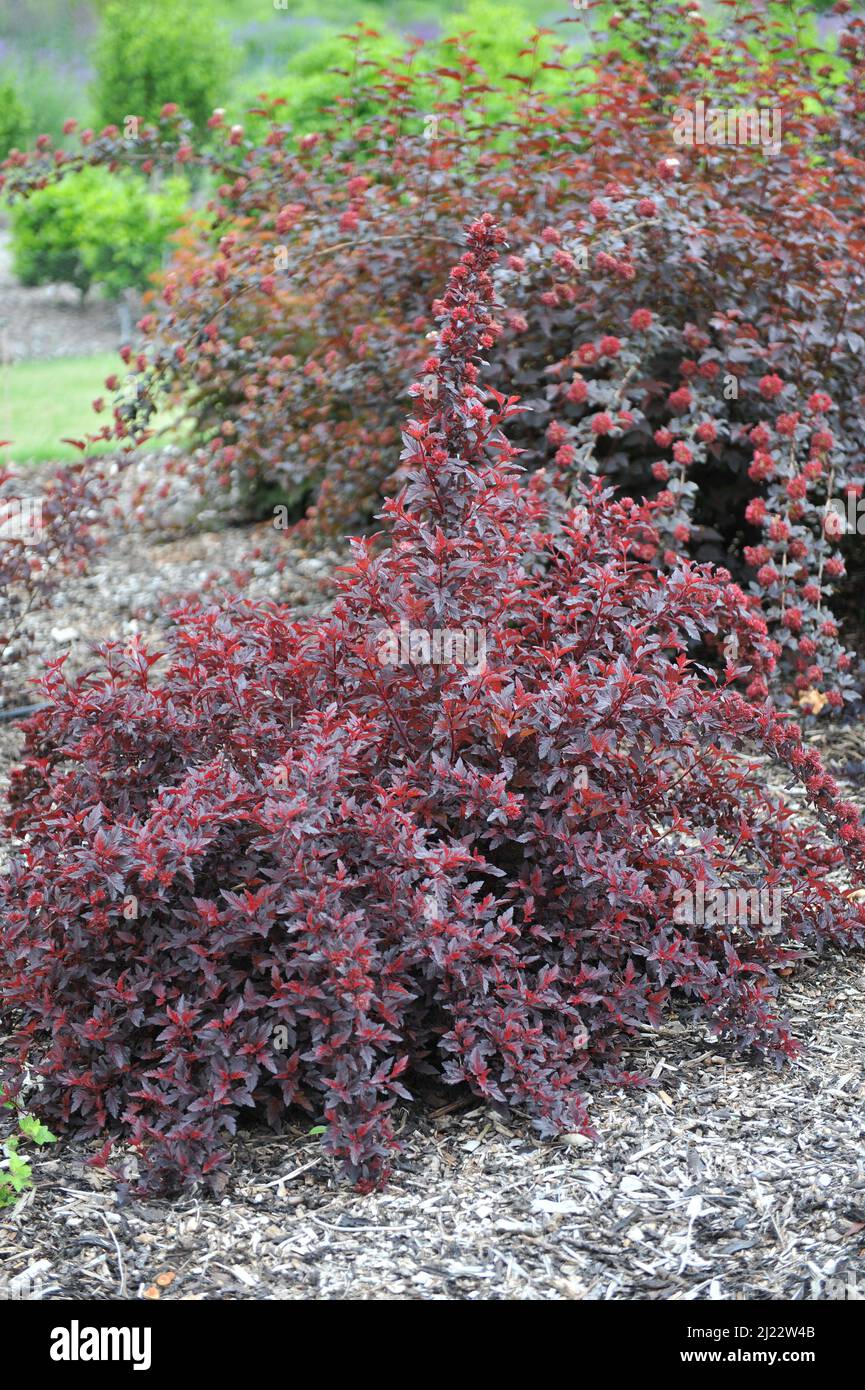 Purple-leaved ninebark (Physocarpus opulifolius) All Black (Minall2) grows in a garden in June Stock Photo