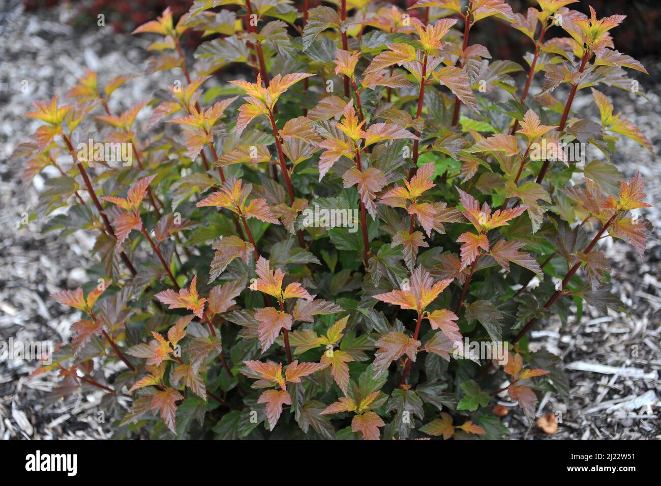 Orange-leaved ninebark (Physocarpus opulifolius) Amber Jubilee (Jefam) grows in a garden in June Stock Photo