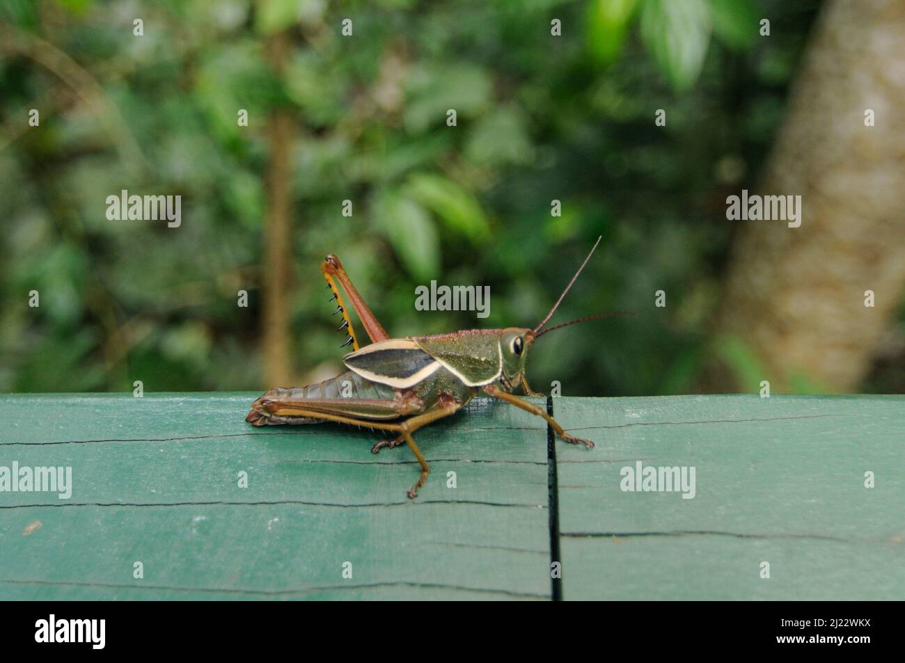 Grasshopper. Iguazu, Argentina Stock Photo