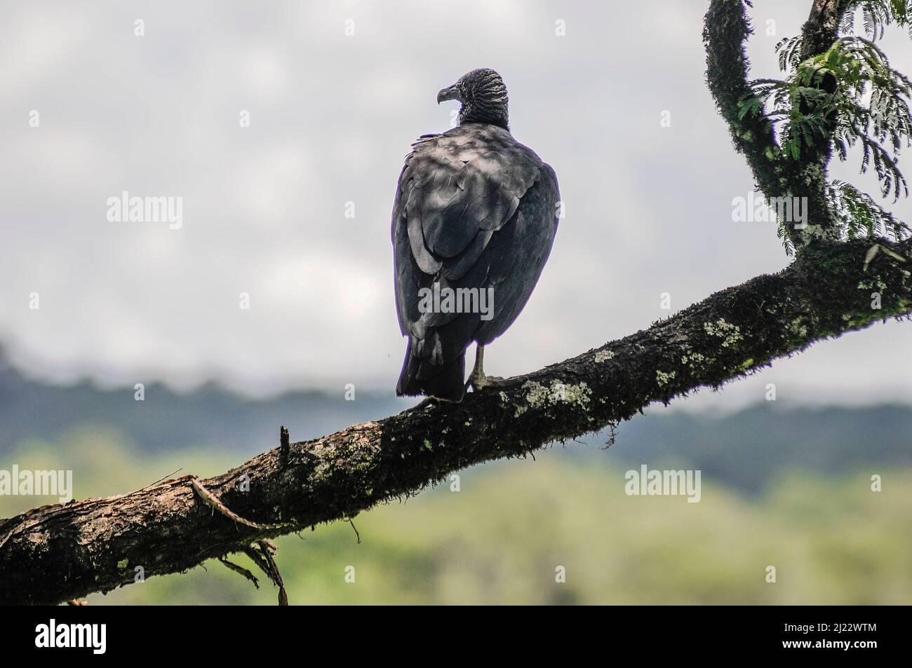 Black Vulture (coragyps atratus). Iguazu National Park, Misiones, Argentina Stock Photo