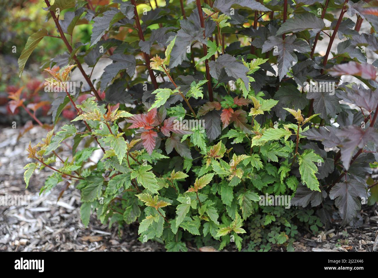 Variegated ninebark (Physocarpus opulifolius) Chameleon grows in a