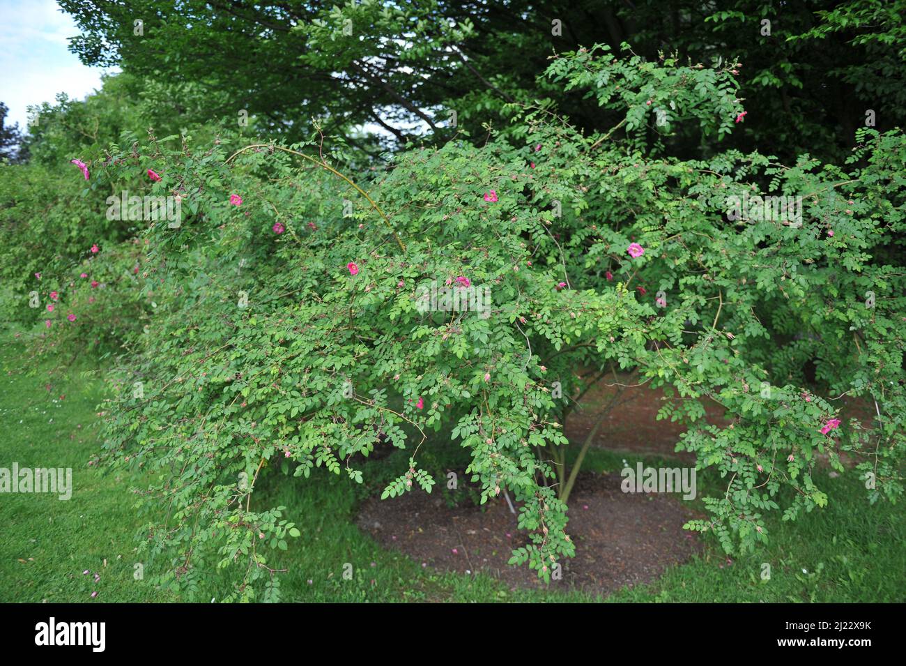 Pink species rose (Rosa davidii) Elongata flowers in a garden in May Stock Photo