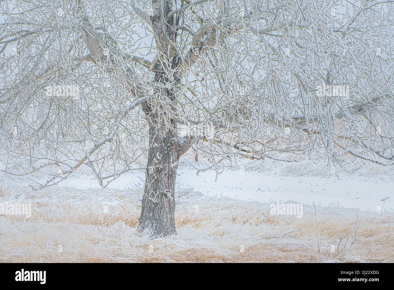 A leafless tree in the cold winter snowy weather Stock Photo - Alamy