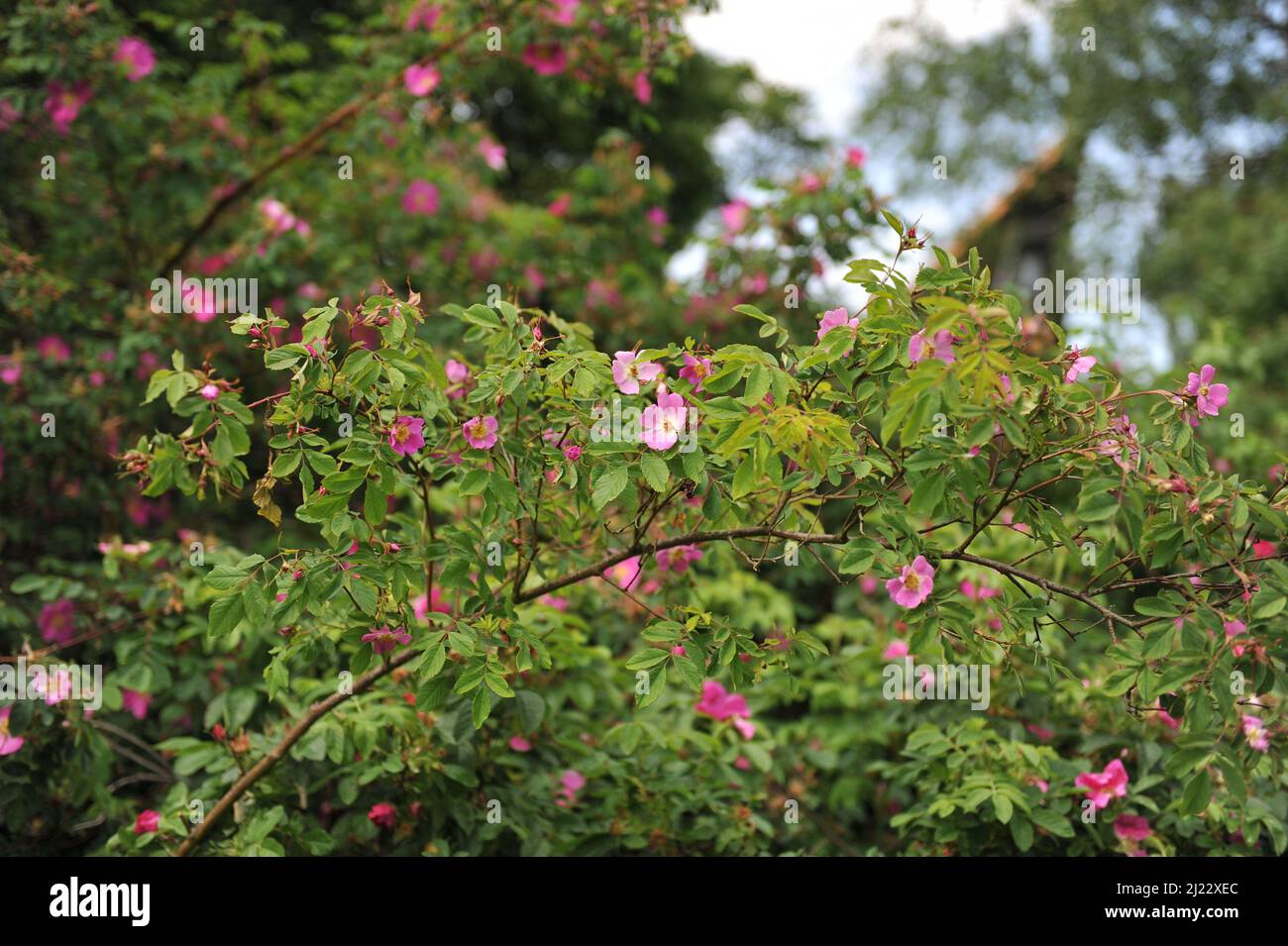 Pink species rose (Rosa davurica) blooms in a garden in May Stock Photo