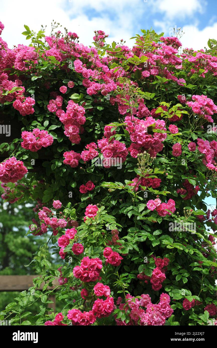 Pink climbing Hybrid Multiflora rose (Rosa) Dawson blooms on a wooden pergola in a garden in June Stock Photo