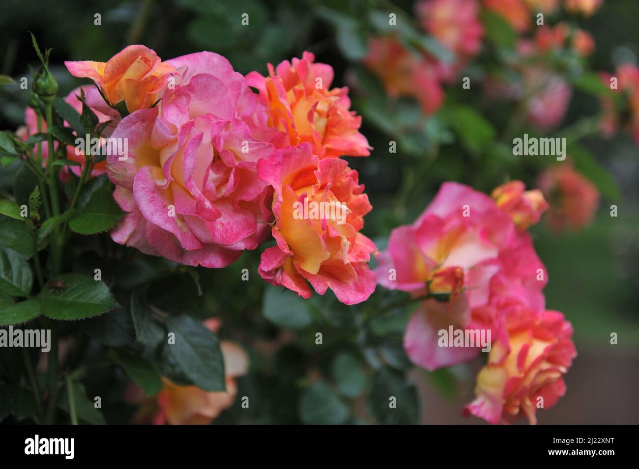 Rosa arlequin rose hi-res stock photography and images - Alamy
