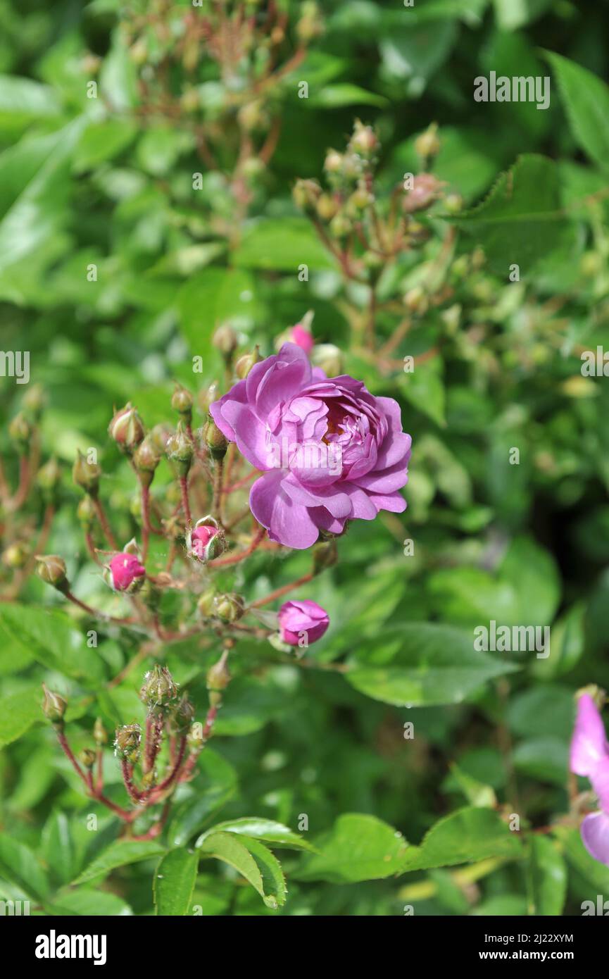 Purple climbing Hybrid Wichurana rose (Rosa) Donau blooms in a garden in June Stock Photo