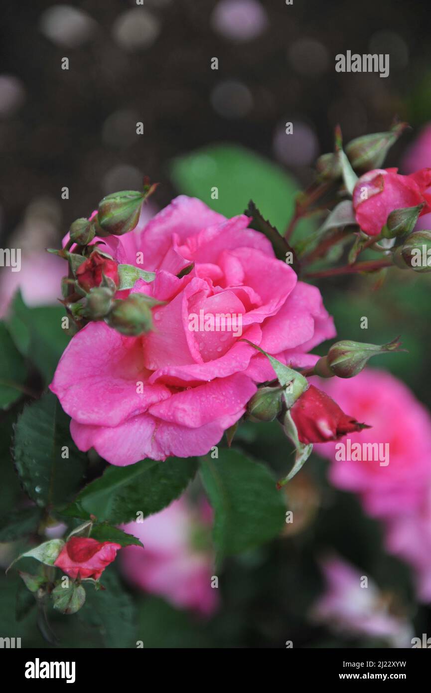 Pink shrub rose (Rosa) Dornroschen blooms in a garden in June Stock Photo