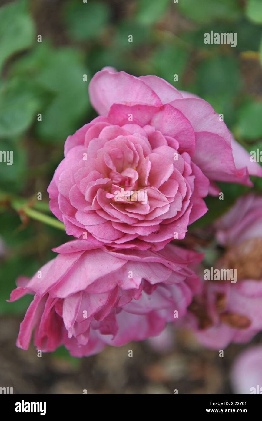 Pink shrub rose (Rosa) Dornroschen blooms in a garden in June Stock Photo