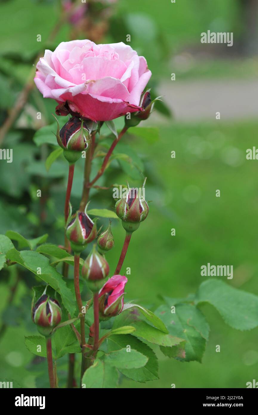 Pink Hybrid Tea rose (Rosa) Sister Emmanuelle blooms in a garden in June Stock Photo