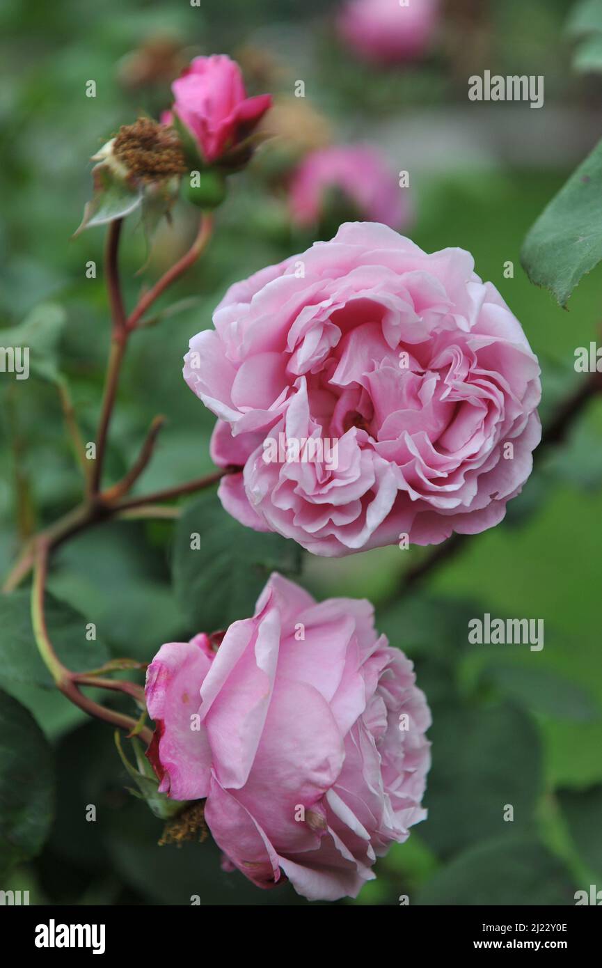 Pink Hybrid Tea rose (Rosa) Sister Emmanuelle blooms in a garden in June Stock Photo