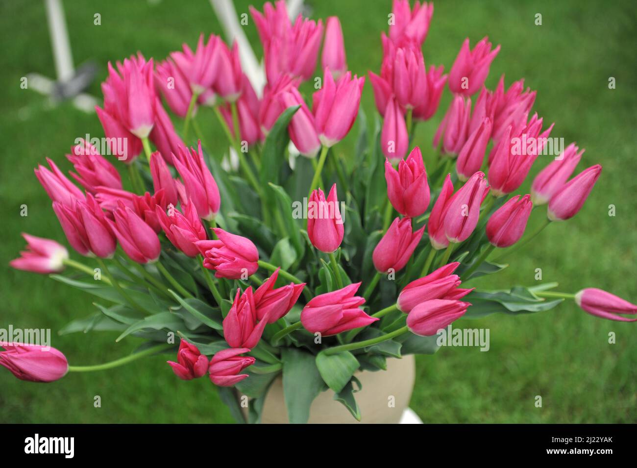 A bouquet of pink Triump tulips (Tulipa) Lilynita on an exhibition in May Stock Photo