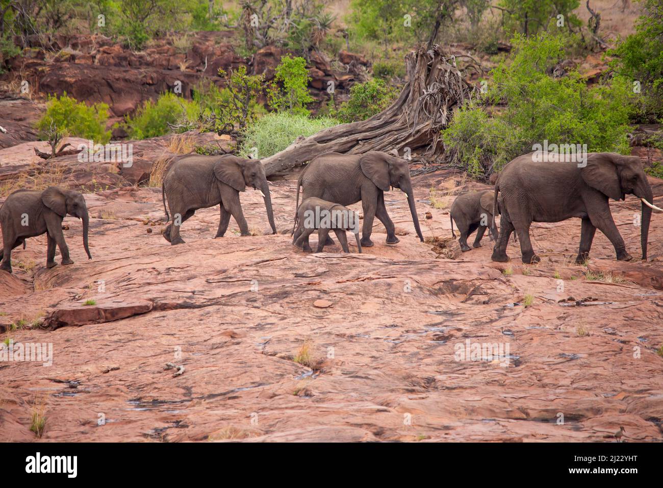 African Elephant (Loxodonta africana) 15070 Stock Photo