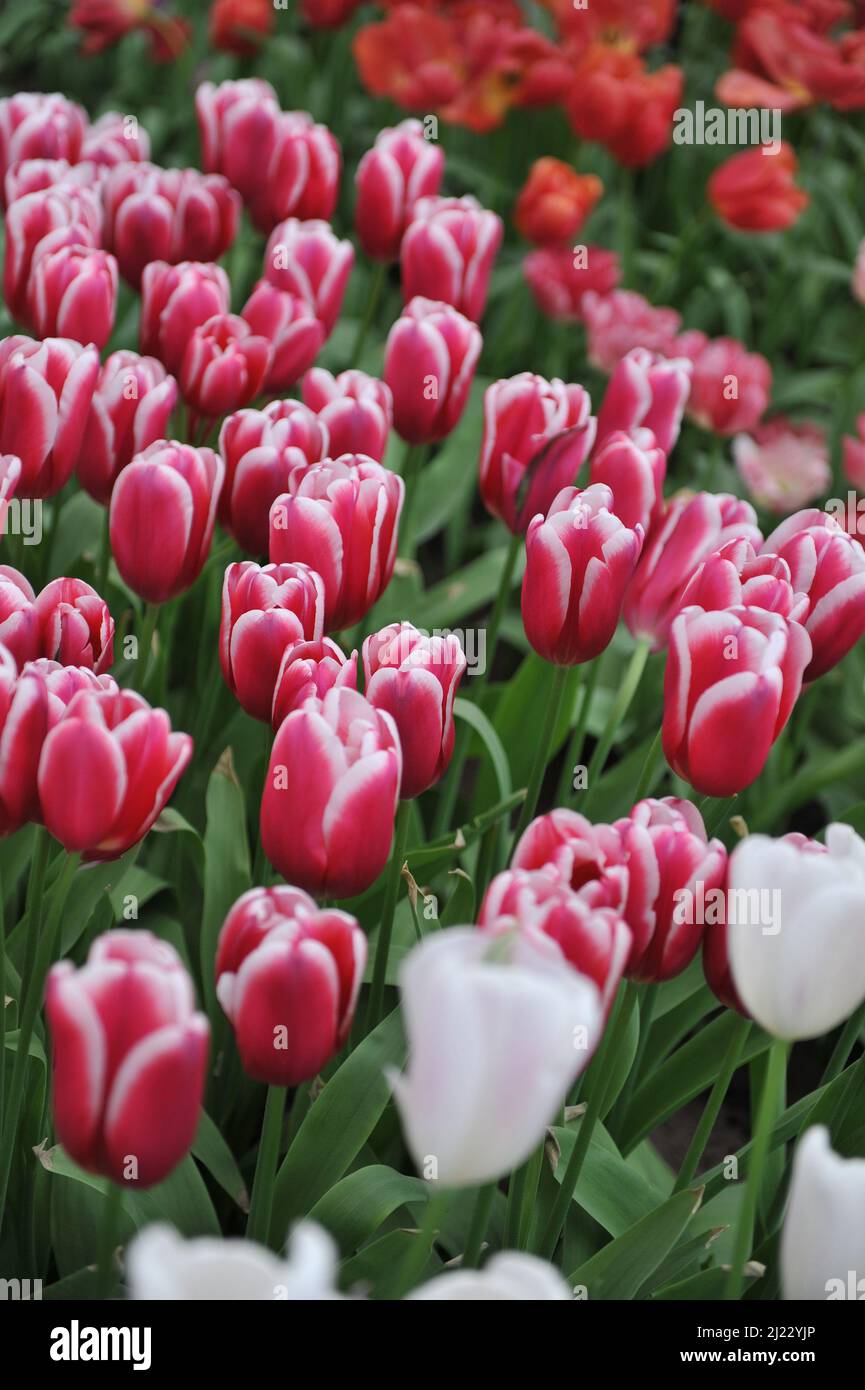 Red with white edges Triumph tulips (Tulipa) Lornah bloom in a garden