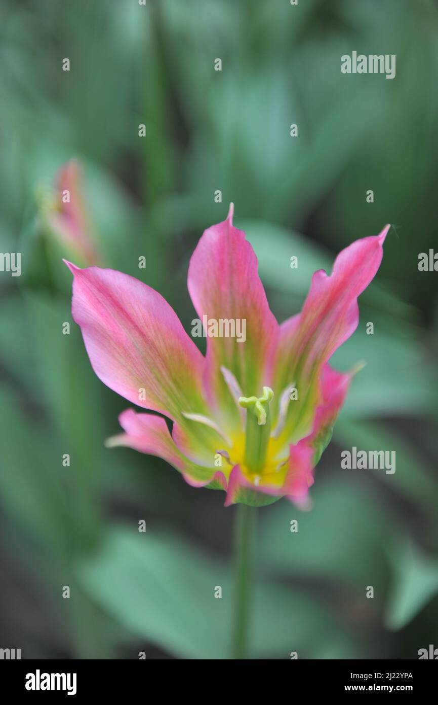 Pink and green Viridiflora tulips (Tulipa) Love Dance bloom in a garden in April Stock Photo