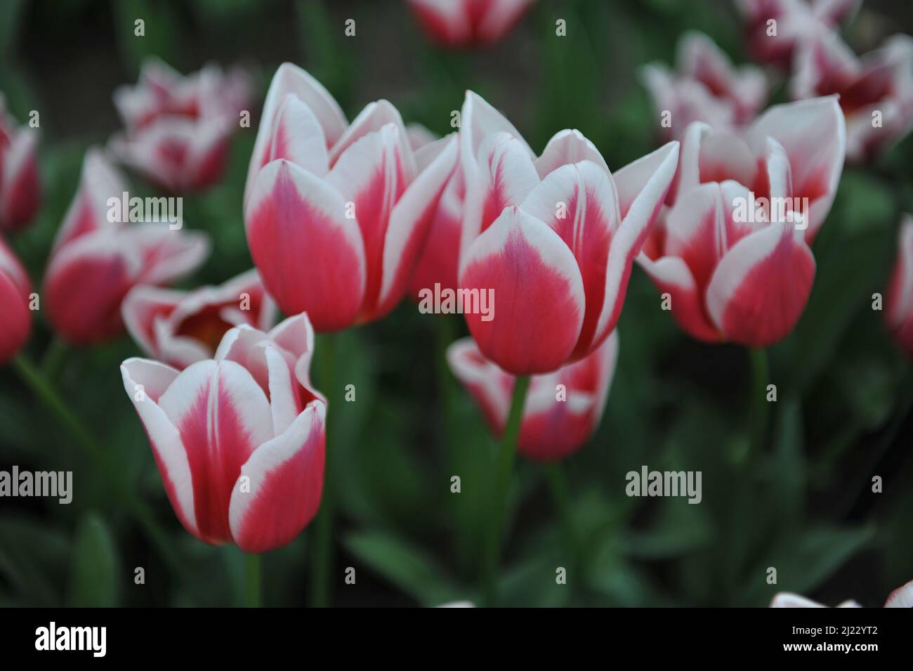 Red with white edges Triumph tulips (Tulipa) Love Potion bloom in a garden in April Stock Photo