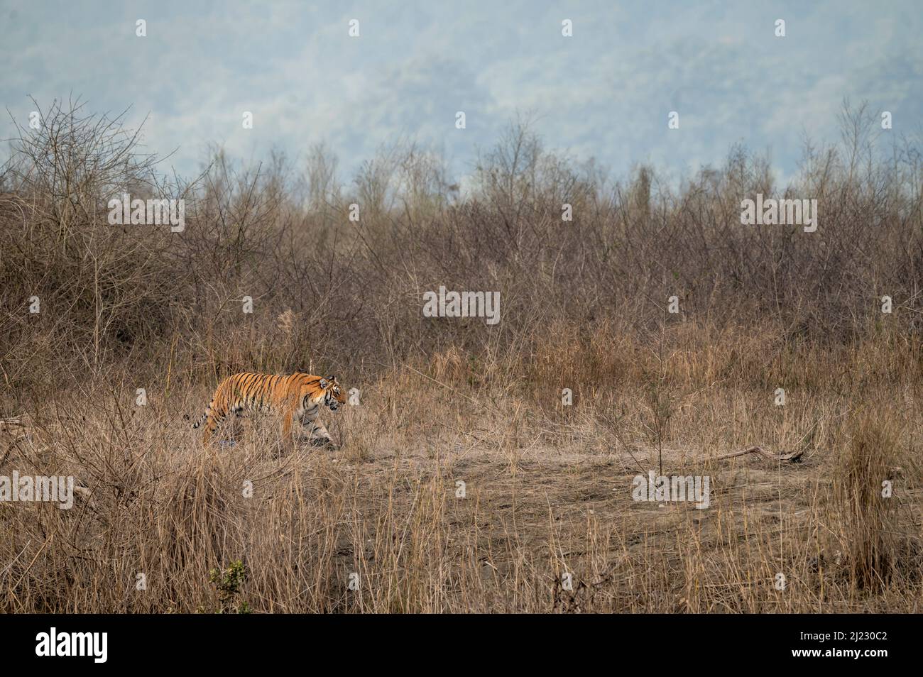 wild bengal tiger on stroll territory marking in natural scenic