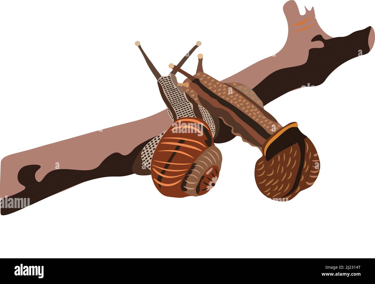 Two grape snails on a wooden branch. Vector illustration Stock Vector