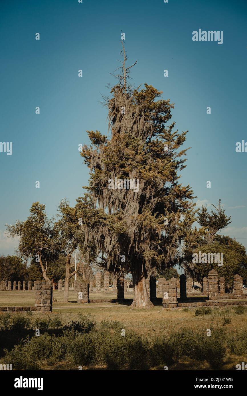 Old majestic tree hi-res stock photography and images - Alamy