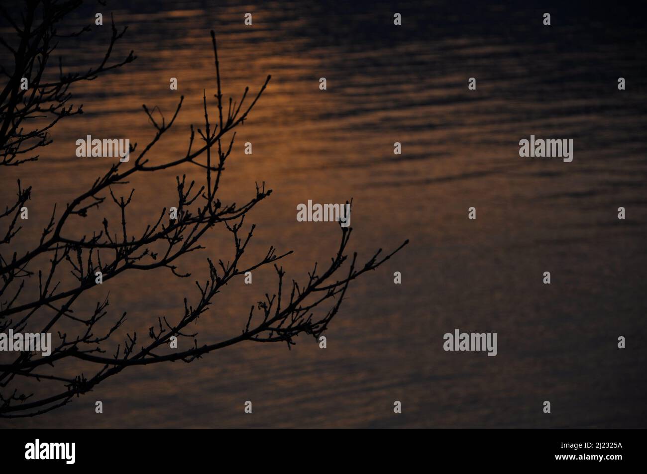Romantic Tree Shadow Beautiful red leafless tree silhouettes on sunset sea landscape ...