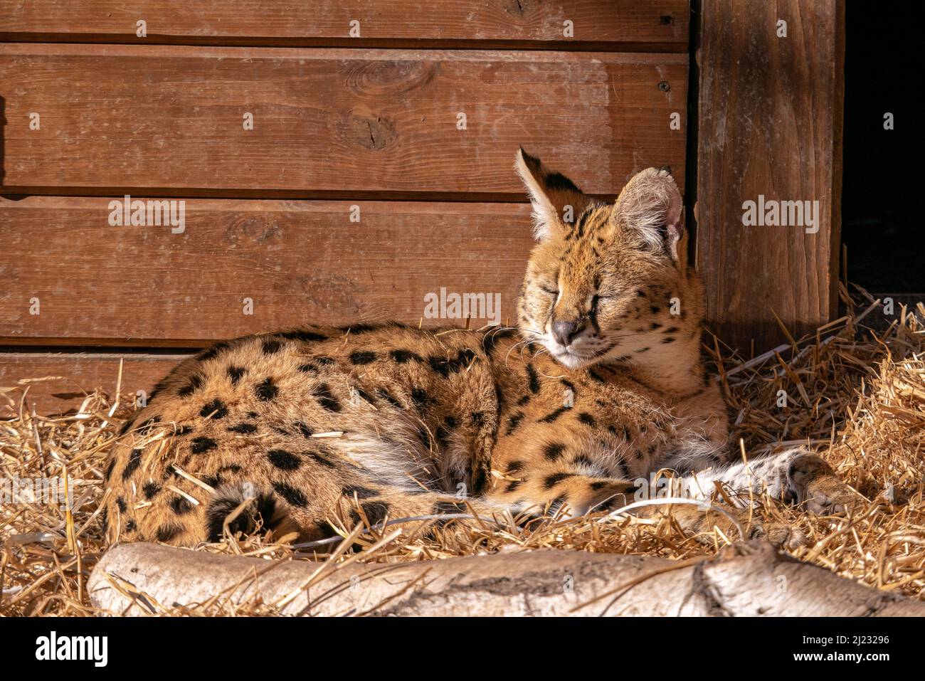 A closeup shot of serval cat in the zoo Stock Photo Alamy