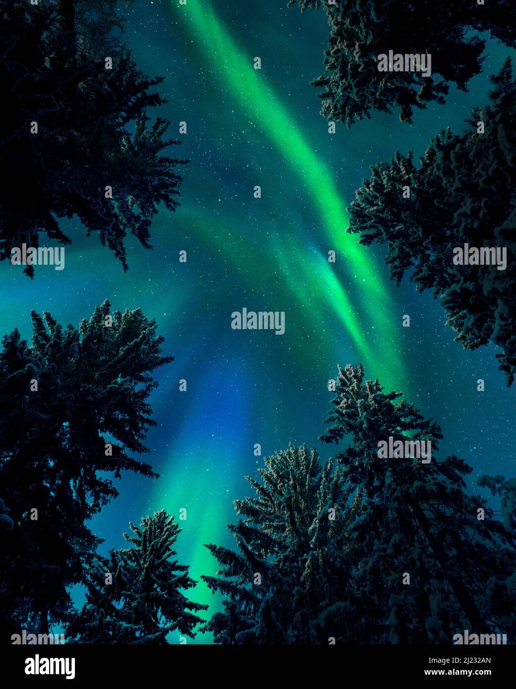 Northern lights (Aurora borealis) above treetops, snowy spruce trees, boreal forest in cold winter night, Finland. Stock Photo