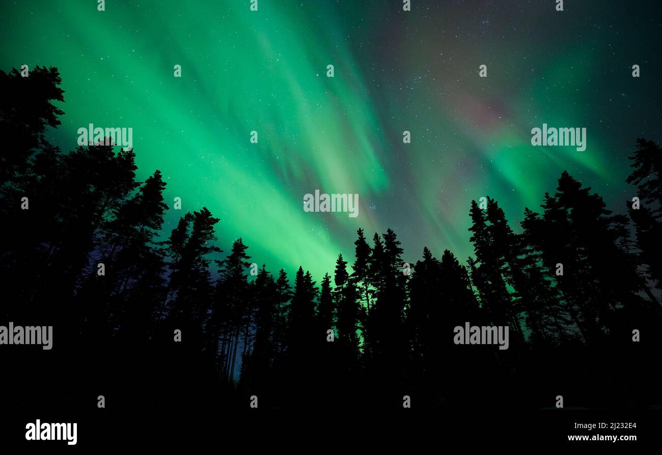 Aurora Borealis, Northern Lights, above boreal forest in winter night ...