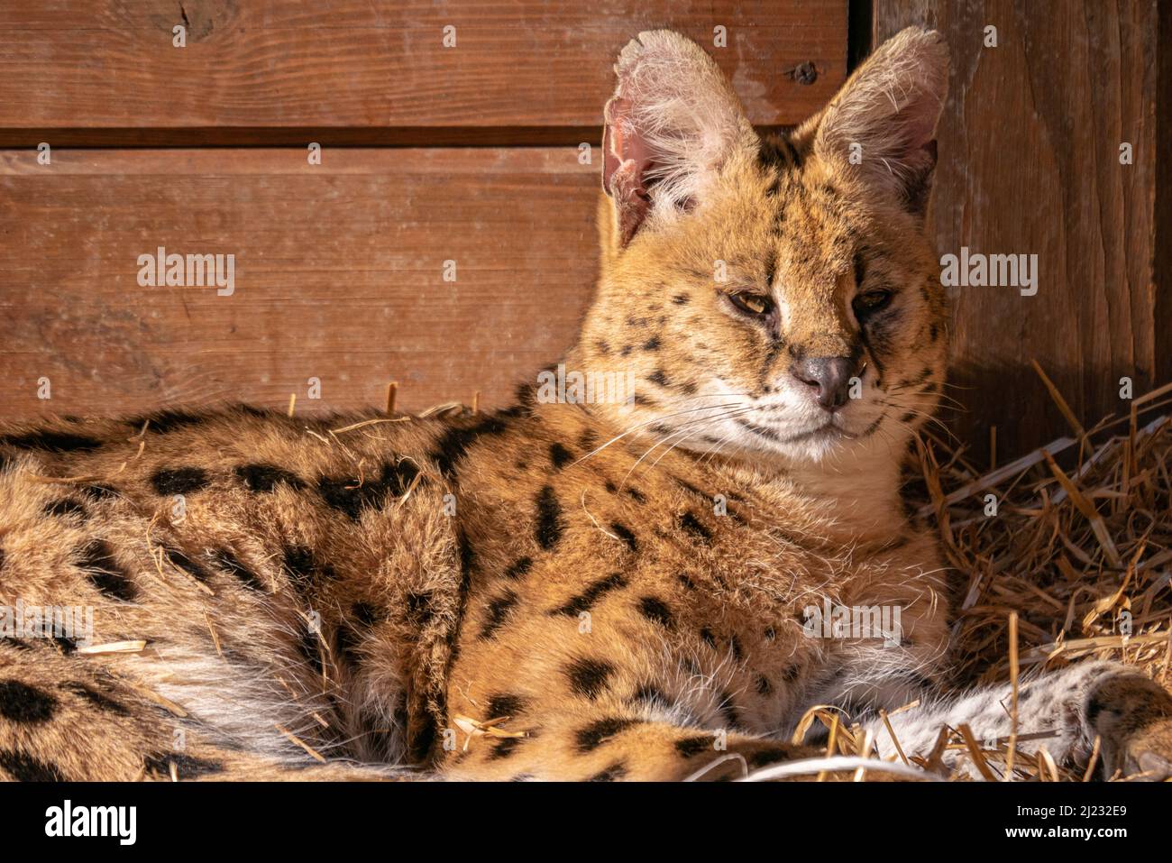 Serval zoo hires stock photography and images Alamy