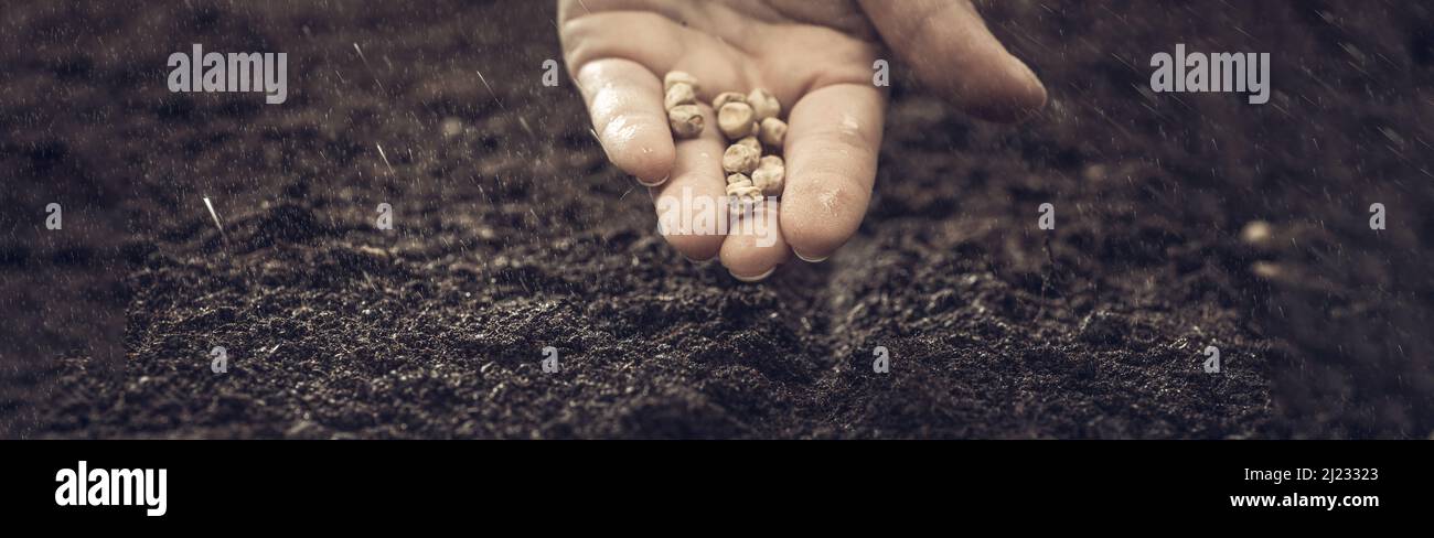 The farmer holds the seeds in his palms against the backdrop of fertile soil. Growing vegetable seeds on seed soil in gardening metaphor, agriculture Stock Photo