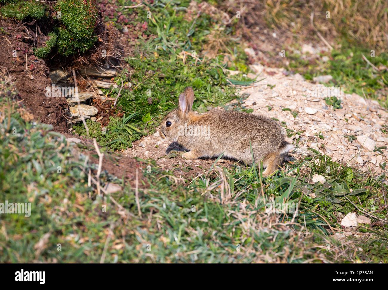 Rabbit grass cliff hi-res stock photography and images - Alamy