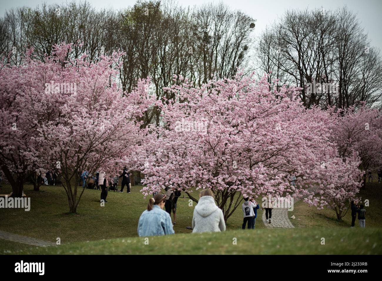 Munich, Germany. 29th Mar, 2022. Many people gather in the Olympic park in Munich, Germany on March 29, 2022 at the cherry blossoms. In the japanese culture the time of the cherry blossom is a highlight of the calendar and the beginning of the spring. (Photo by Alexander Pohl/Sipa USA) Credit: Sipa USA/Alamy Live News Stock Photo