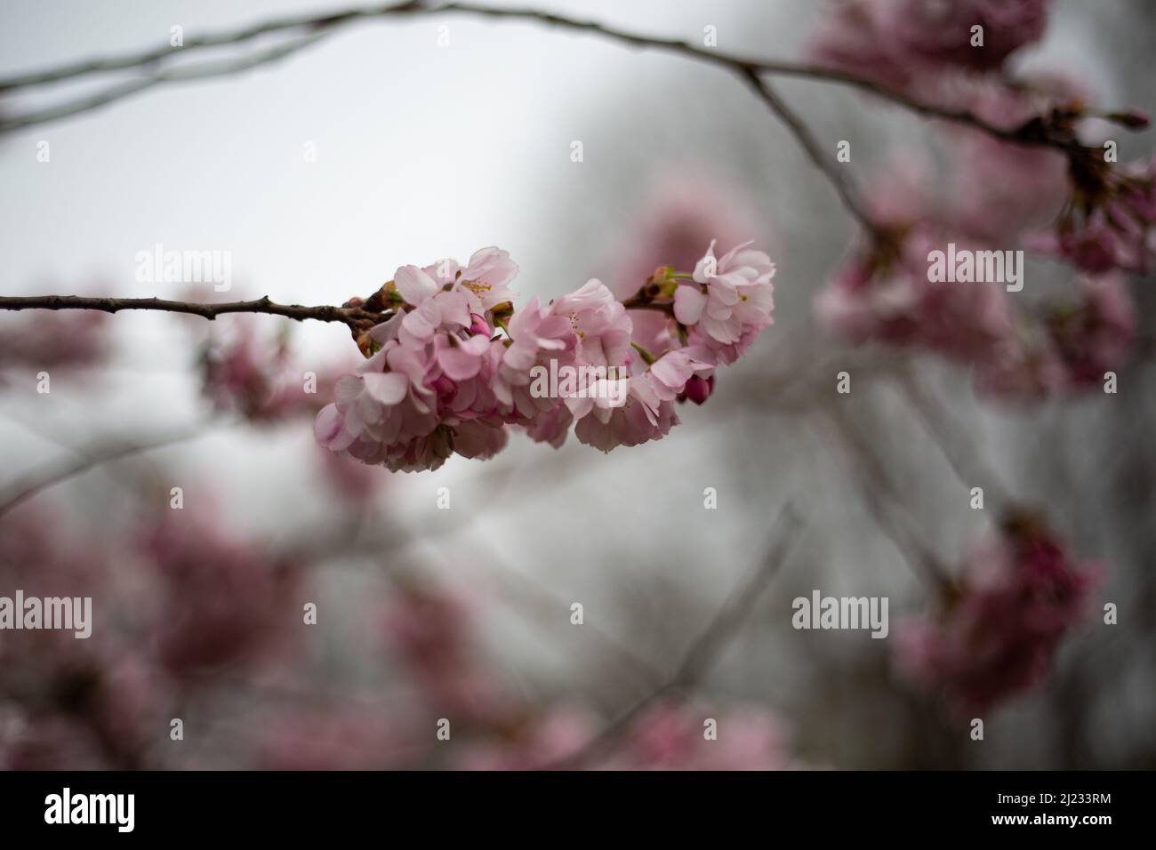 Munich, Germany. 29th Mar, 2022. Many people gather in the Olympic park in Munich, Germany on March 29, 2022 at the cherry blossoms. In the japanese culture the time of the cherry blossom is a highlight of the calendar and the beginning of the spring. (Photo by Alexander Pohl/Sipa USA) Credit: Sipa USA/Alamy Live News Stock Photo