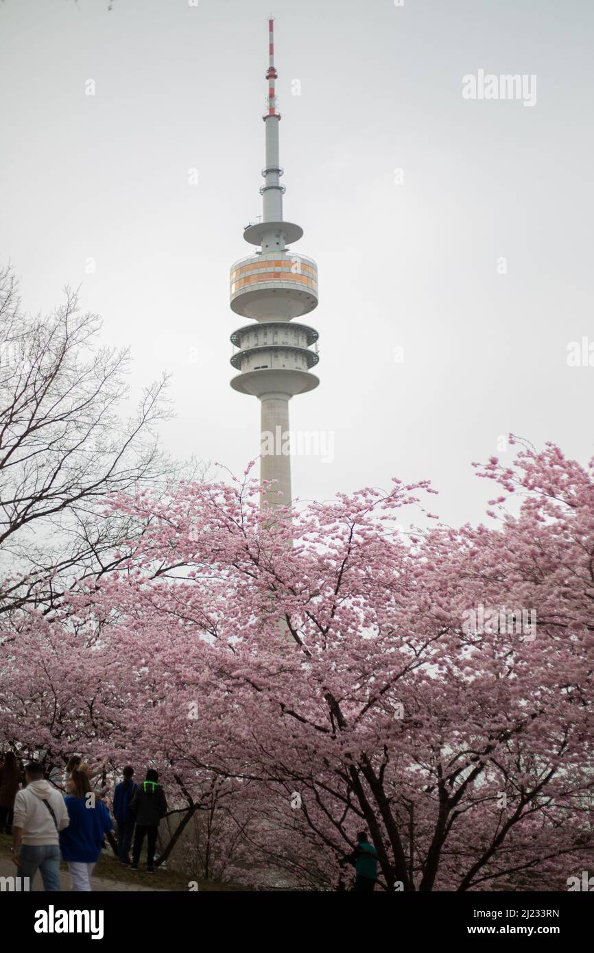 Munich, Germany. 29th Mar, 2022. View on the Olympic Tower. Many people gather in the Olympic park in Munich, Germany on March 29, 2022 at the cherry blossoms. In the japanese culture the time of the cherry blossom is a highlight of the calendar and the beginning of the spring. (Photo by Alexander Pohl/Sipa USA) Credit: Sipa USA/Alamy Live News Stock Photo