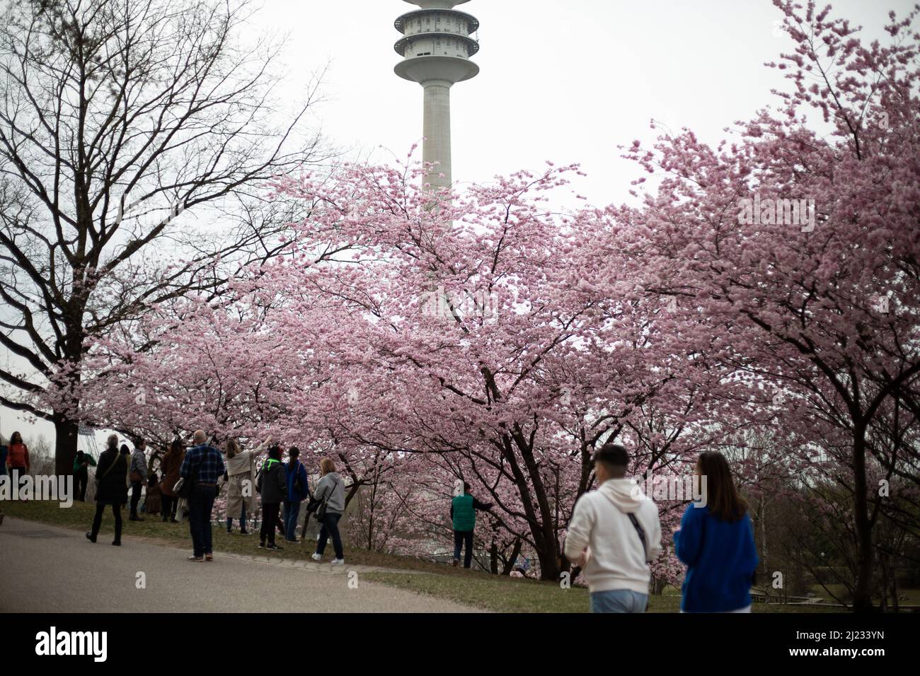 Munich, Germany. 29th Mar, 2022. View on the Olympic Tower. Many people gather in the Olympic park in Munich, Germany on March 29, 2022 at the cherry blossoms. In the japanese culture the time of the cherry blossom is a highlight of the calendar and the beginning of the spring. (Photo by Alexander Pohl/Sipa USA) Credit: Sipa USA/Alamy Live News Stock Photo