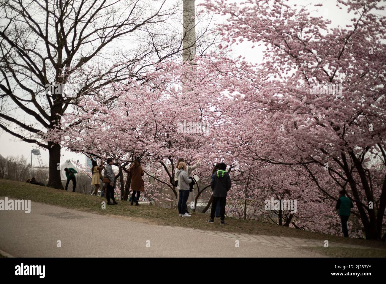 Munich, Germany. 29th Mar, 2022. Many people gather in the Olympic park in Munich, Germany on March 29, 2022 at the cherry blossoms. In the japanese culture the time of the cherry blossom is a highlight of the calendar and the beginning of the spring. (Photo by Alexander Pohl/Sipa USA) Credit: Sipa USA/Alamy Live News Stock Photo