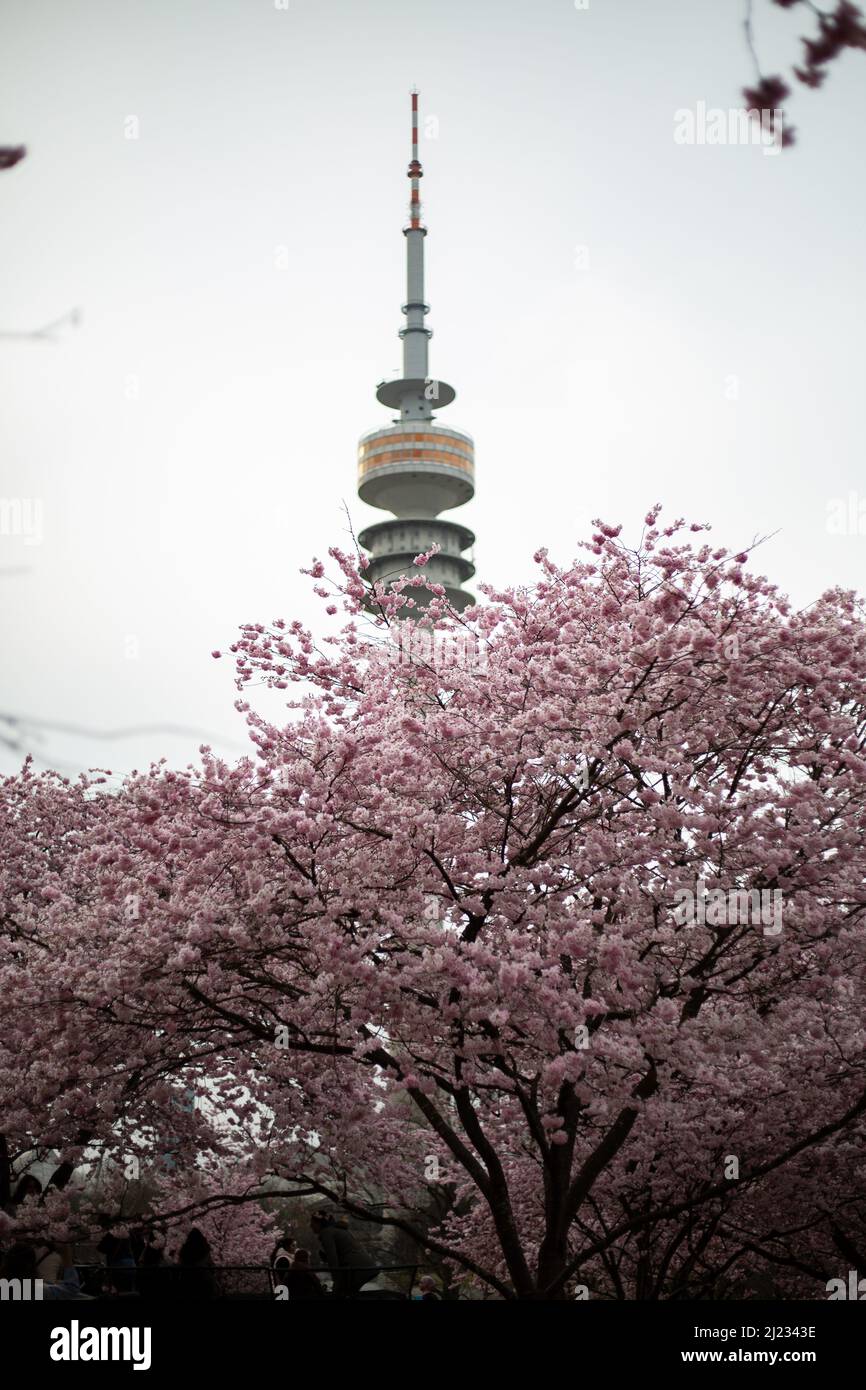 Munich, Germany. 29th Mar, 2022. View on the Olympic Tower. Many people gather in the Olympic park in Munich, Germany on March 29, 2022 at the cherry blossoms. In the japanese culture the time of the cherry blossom is a highlight of the calendar and the beginning of the spring. (Photo by Alexander Pohl/Sipa USA) Credit: Sipa USA/Alamy Live News Stock Photo